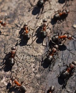 Hormigas en los consorcios