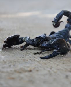 Alacranes o escorpiones en los consorcios