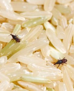 Gorgojos en los consorcios